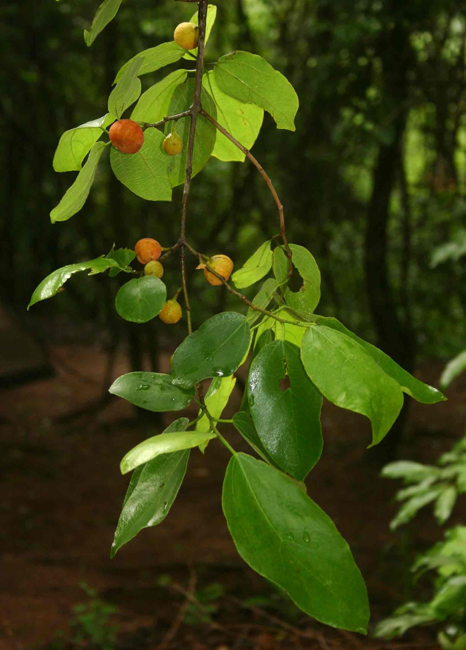 Ficus exasperata